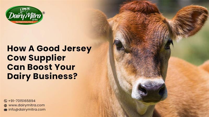 How Good Jersey Cow Supplier Can Boost Your Dairy Business